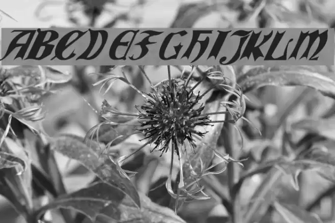 QuaelGothicItalics Font examples