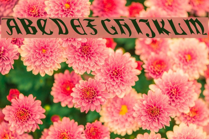 QuaelGothicLeftyCondensed Font examples