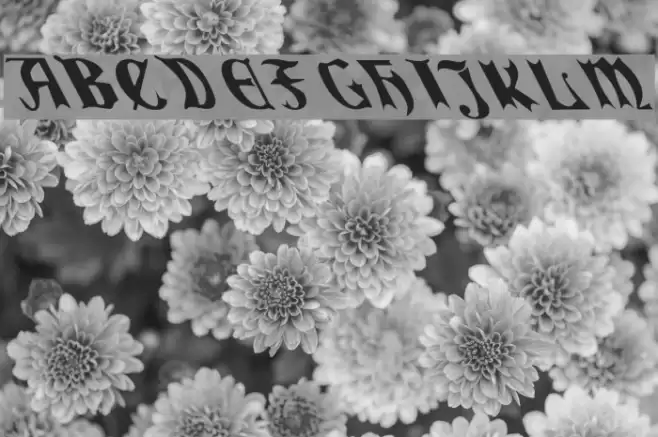 QuaelGothicLeftyCondensed Fonte examples