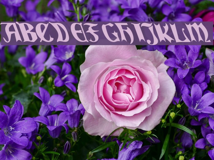 QuaelGothicLefty Font examples