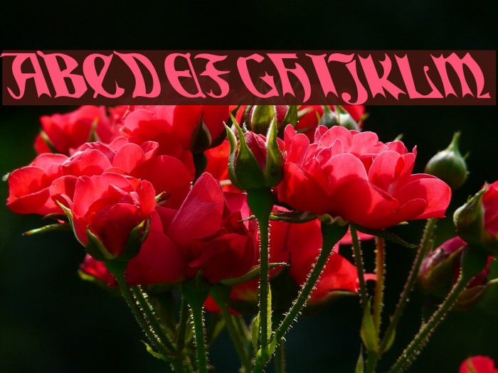 QuaelGothicLefty Font examples