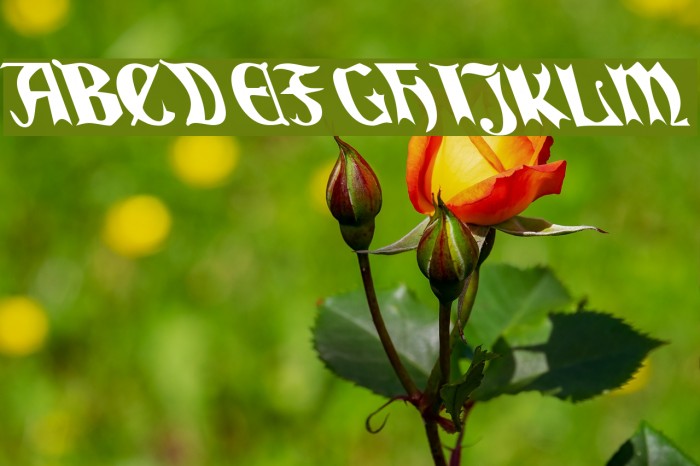 QuaelGothicLefty Font examples