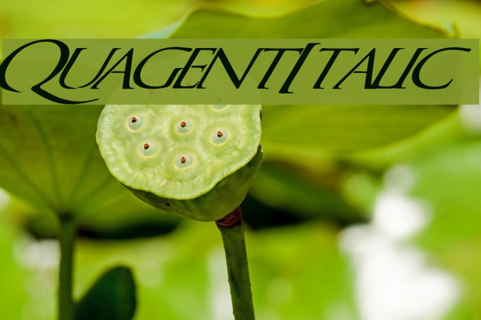 QuagentItalic Font examples