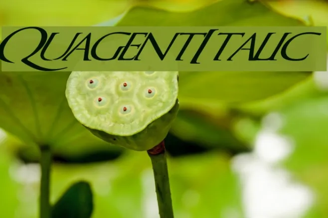 QuagentItalic Example 2