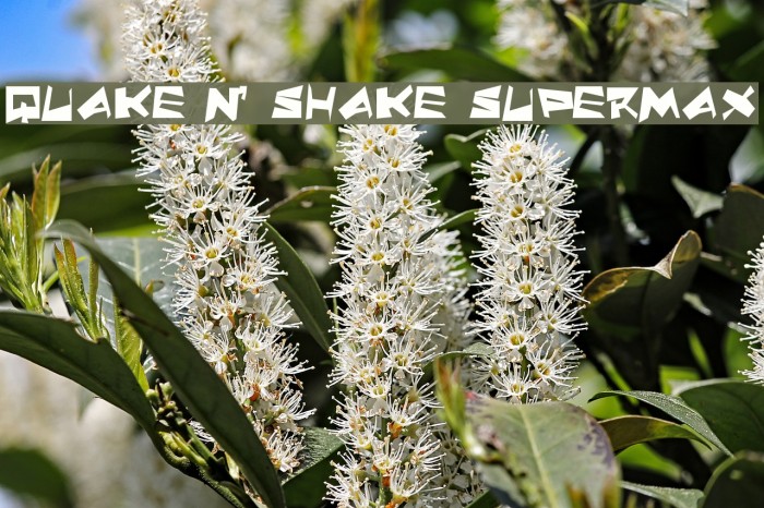 Quake & Shake SuperMax フォント examples