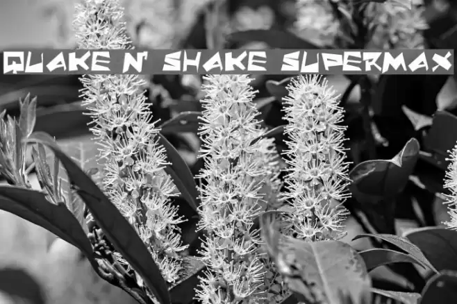 Quake & Shake SuperMax Font examples