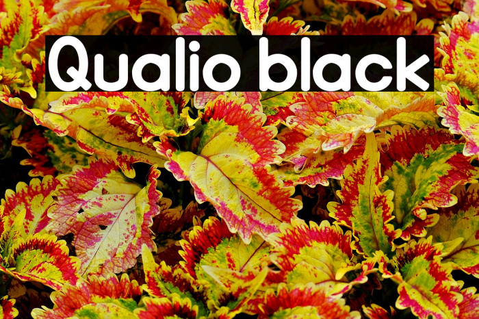 Qualio black Example 2