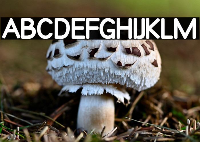 Qualioblack Example 1