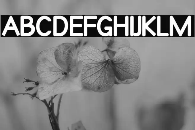 Qualioblack Font examples