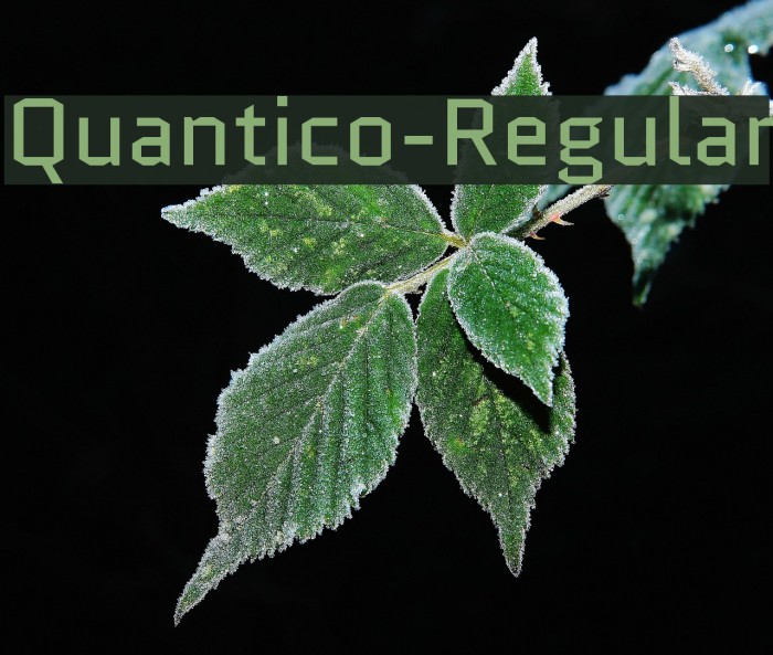 Quantico-Regular Font examples