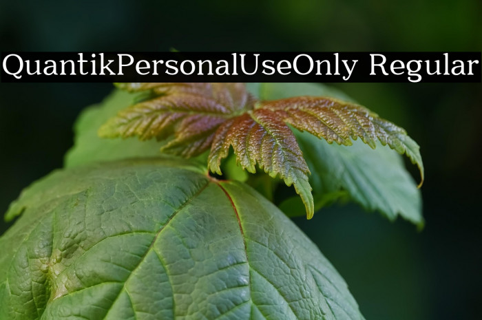 Quantik-Personal-Use-Only Regular Example 3