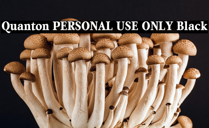 Quanton PERSONAL USE ONLY Black Example 1