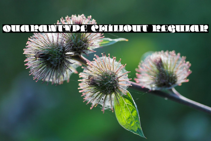 Quarantype Chillout Regular Example 2