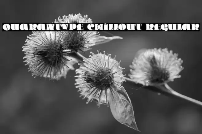 Quarantype Chillout Regular Font examples