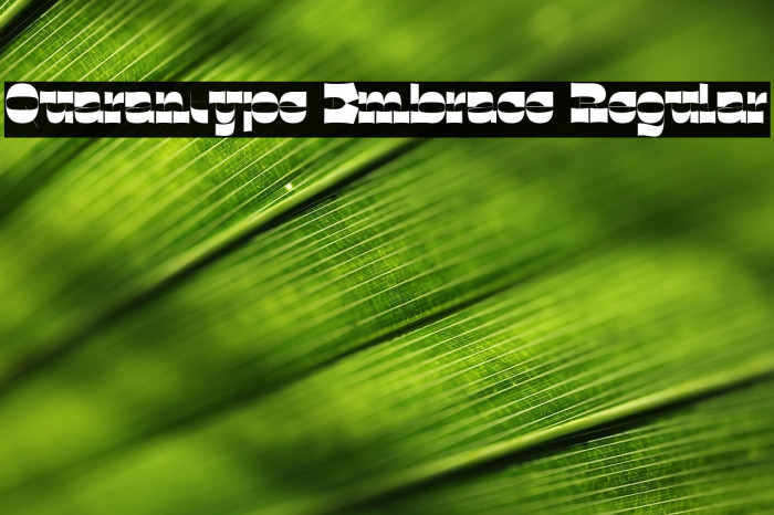 Quarantype Embrace Regular Example 3