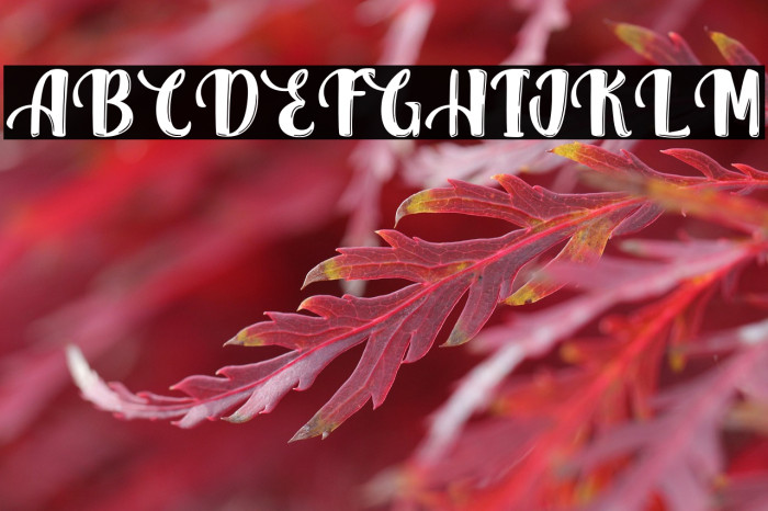 QuarkCheese-PersonalUse Example 2