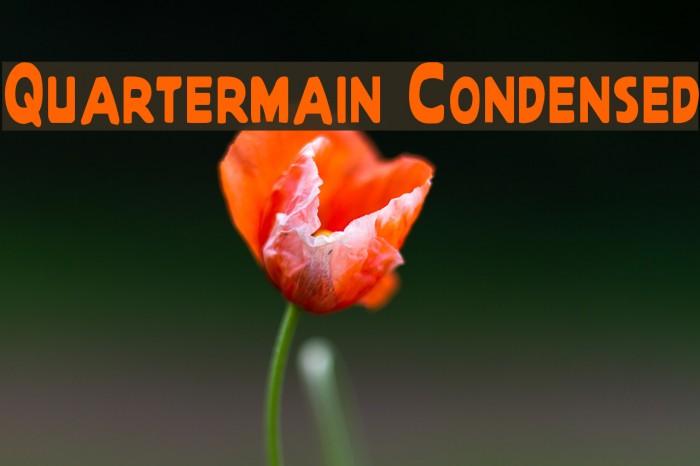 Quartermain Condensed Polices examples