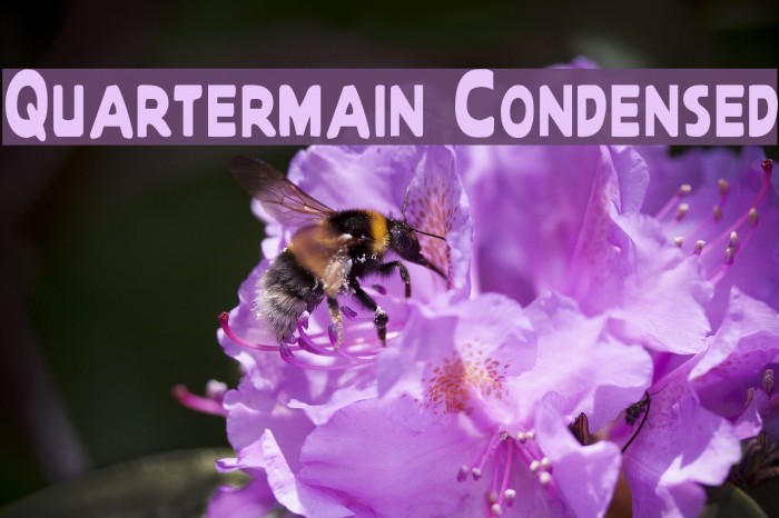 Quartermain Condensed Polices examples