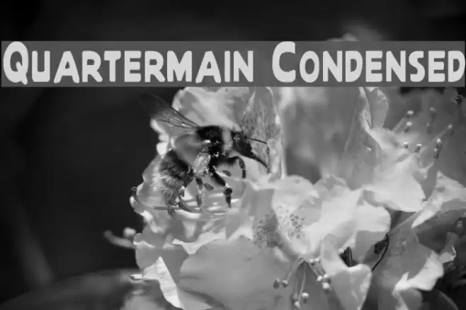 Quartermain Condensed Font examples