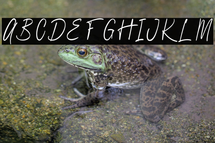 Quartila Regular Example 1