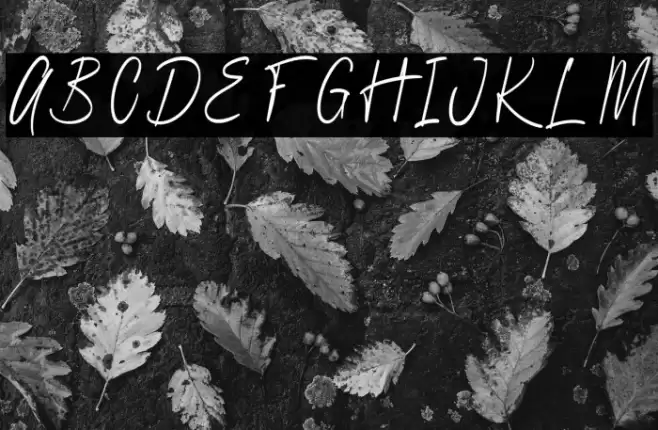 Quartila Regular Font examples