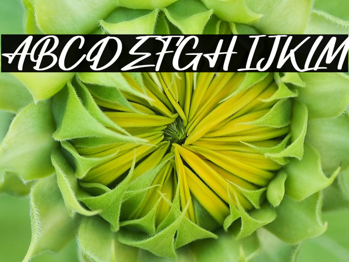 Quarts Pachino Demo Version Example 1