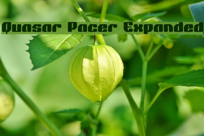 Quasar Pacer Expanded Example 3