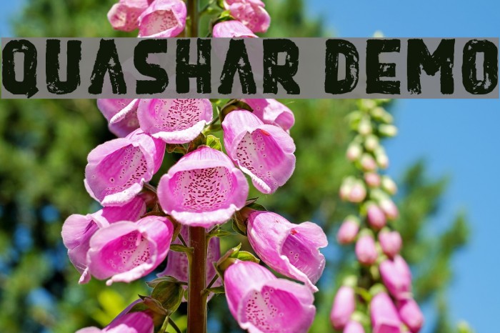 Quashar Demo Example 1