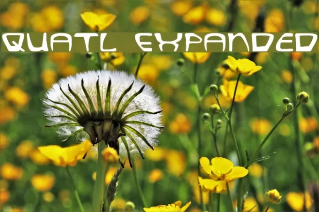 Quatl Expanded Example 2