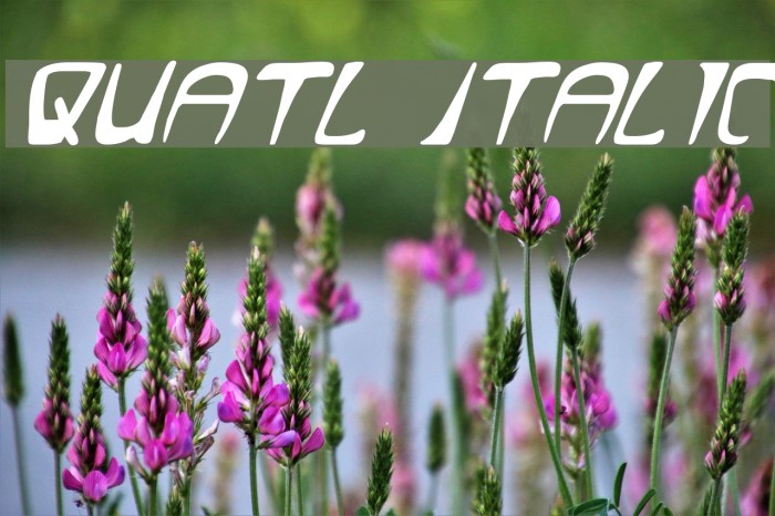 Quatl Italic Font examples