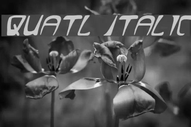 Quatl Italic Font examples