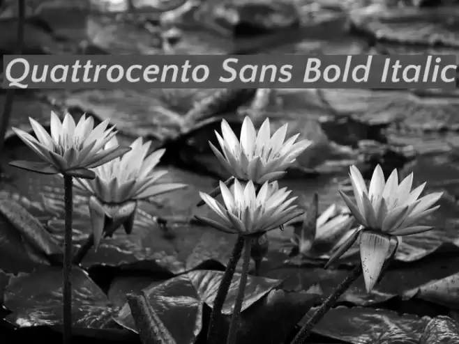 Quattrocento Sans Bold Italic Font examples