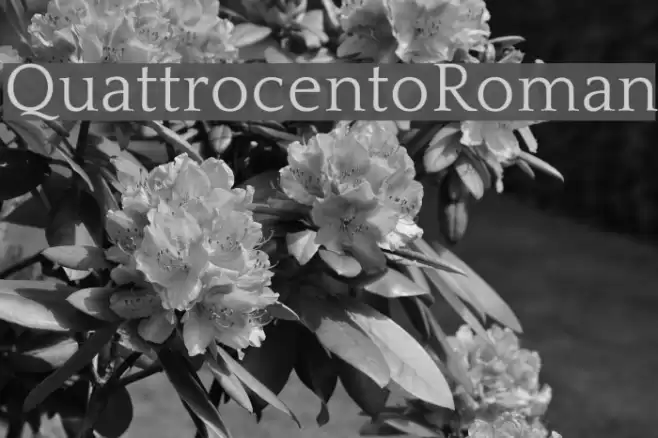 QuattrocentoRoman Font examples