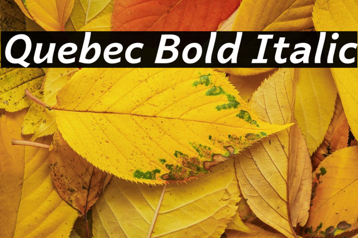 Quebec Bold Italic Example 3