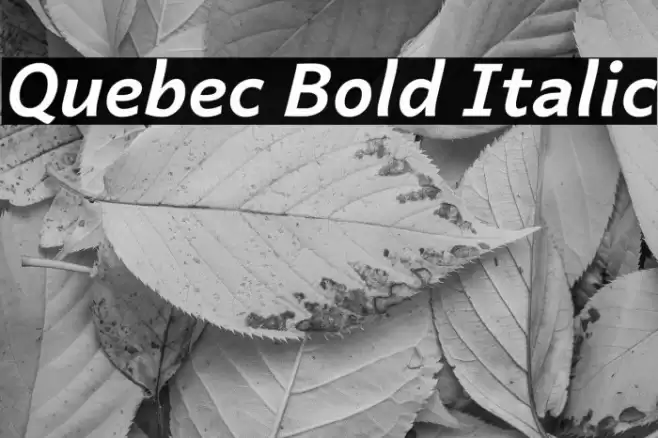 Quebec Bold Italic Font examples