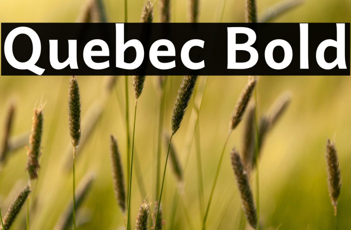 Quebec Bold Example 3