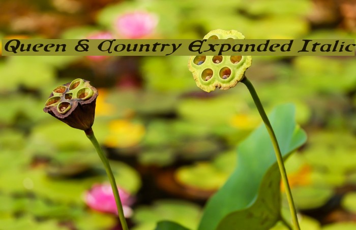 Queen & Country Expanded Italic Font examples