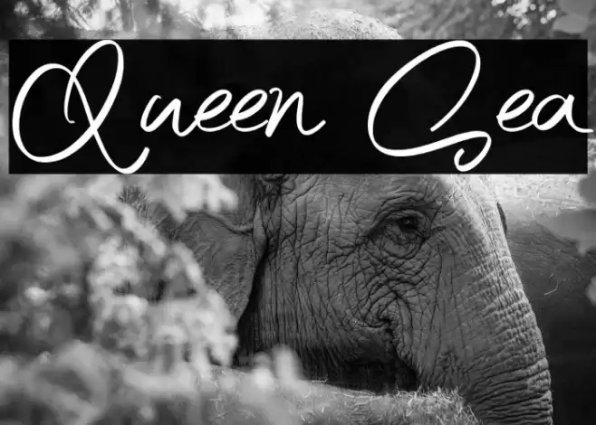 Queen Sea Font examples