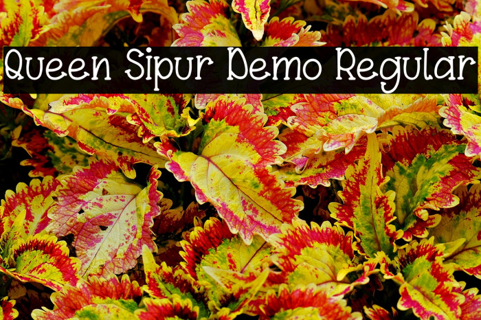 Queen Sipur Demo Regular Example 2