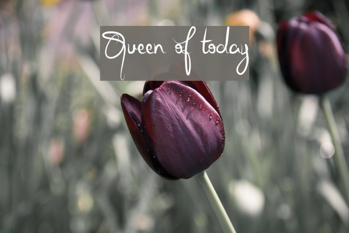 Queen of today Example 2