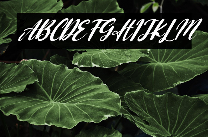 Queency Italic Example 2