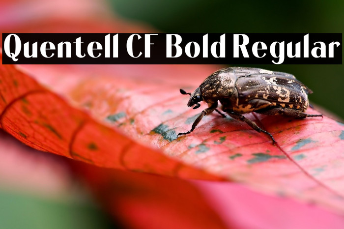 Quentell CF Bold Regular Example 2