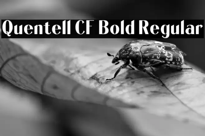 Quentell CF Bold Regular Font examples