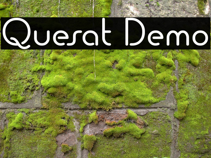 Quesat Demo Polices examples