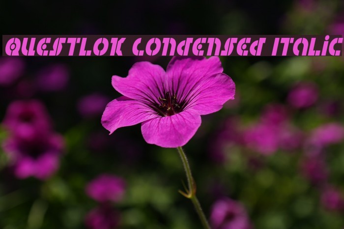 Questlok Condensed Italic Font examples