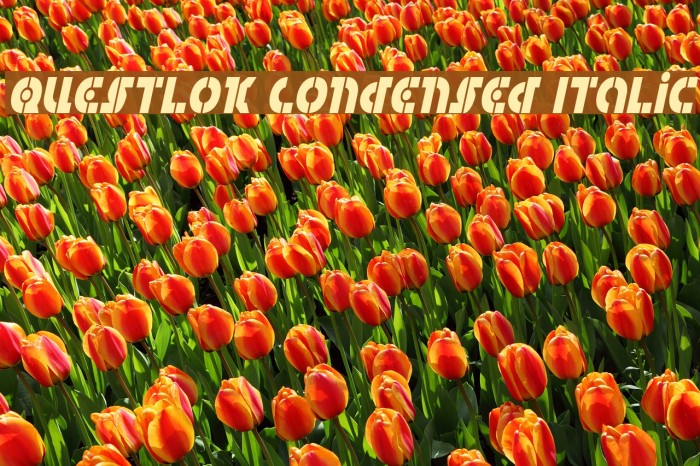 Questlok Condensed Italic Font examples