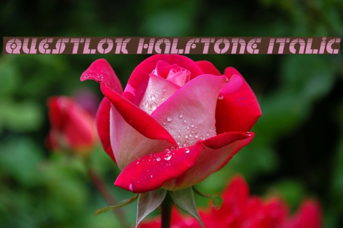 Questlok Halftone Italic Example 3