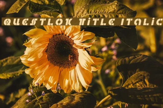 Questlok Title Italic Example 1