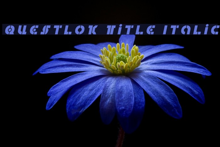 Questlok Title Italic Font examples