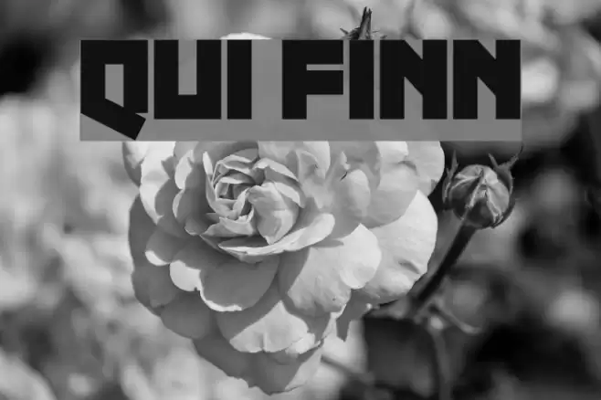 Qui Finn Font examples